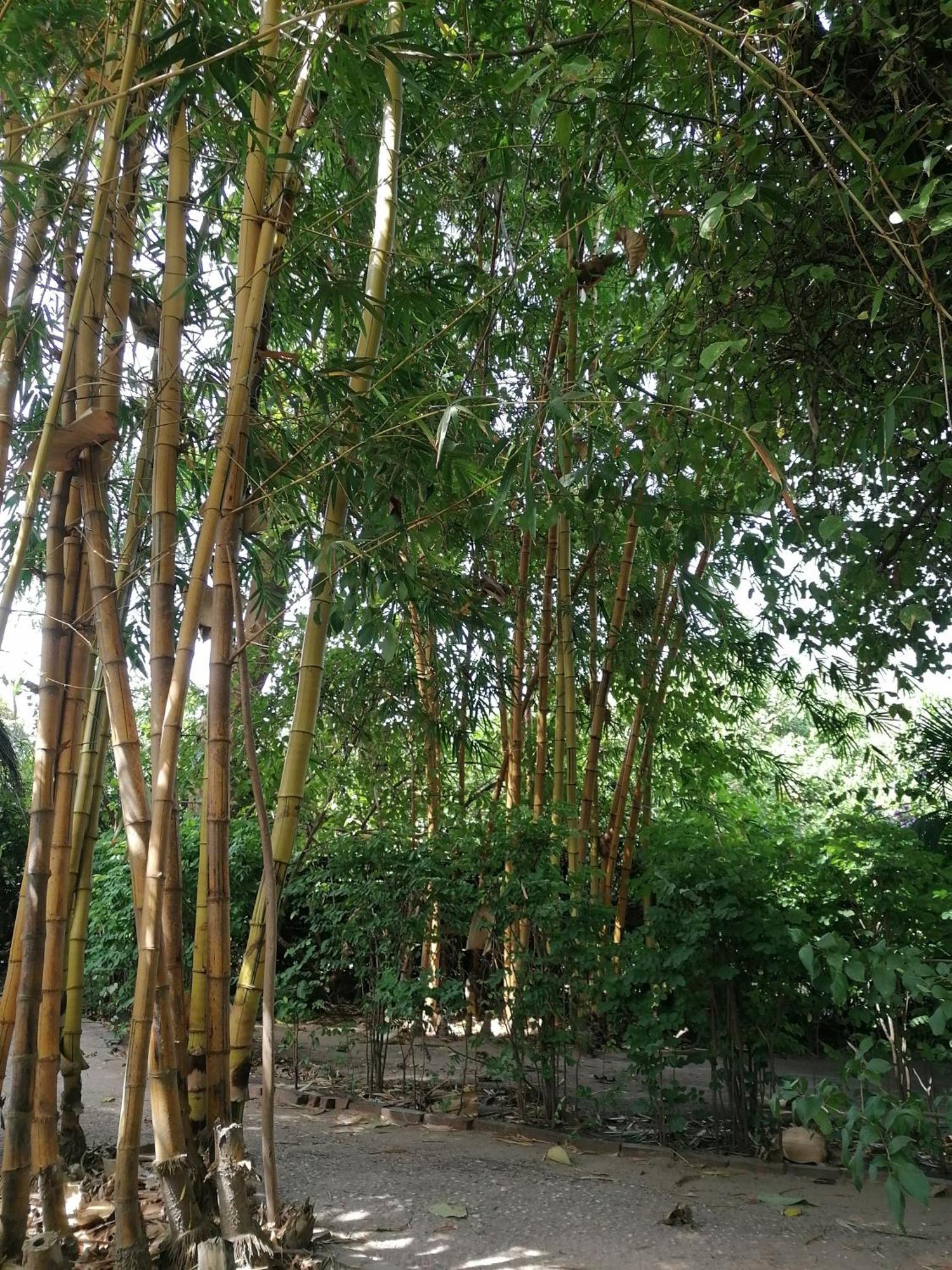 Evergreen Eco Lodge Retreat Tujereng Bagian luar foto